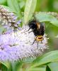 Tachina grossa
